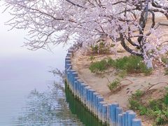 -大兴滨河森林公园