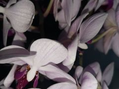 -红樱桃月嫂育婴师(徐汇总店)