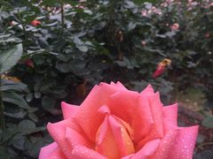 -人民公园(罗湖区)