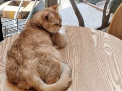 -猫咪派对(江南西店)