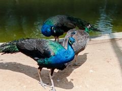 -羊亭河湿地公园