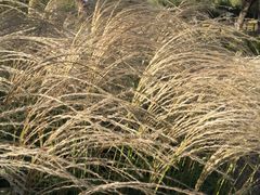 -野鸭湖国家湿地公园