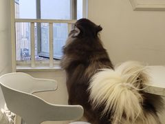 -Let's go狗咖·猫咖·奶狗·桌游(春熙路IFS店)