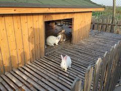 -上海崇明金茂凯悦酒店