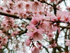 -桃花堤公园