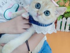 -lincat·猫舍(广州店)