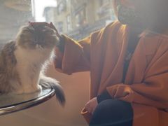 -More Fun猫咖 二十只万元加菲主题