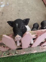 -萌宠亲子动物乐园(槐房万达店)