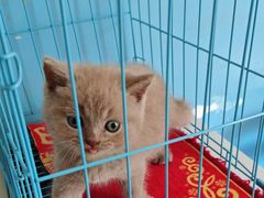 -瑞派福兴宠物医院犬猫全科·骨科·中西医结合(河东店)