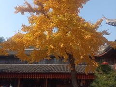 -龙华素斋(龙华路店)