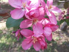 -长白岛森林公园