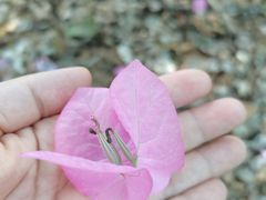 -大塘金香草谷