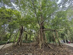 -中国科学院西双版纳热带植物园