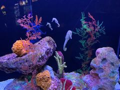 -上海海洋水族馆