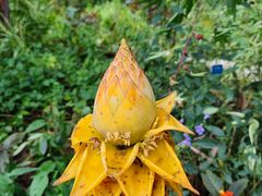 -中国科学院西双版纳热带植物园
