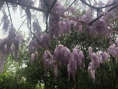 -嘉定紫藤园