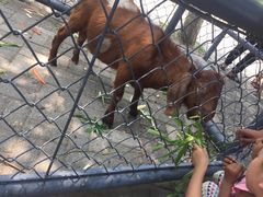 -长白岛森林公园