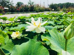 -白洋淀景区