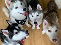 -Husky Go! 哈士奇体验馆·宠物咖啡厅狗咖