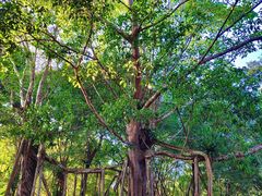 -中国科学院西双版纳热带植物园