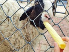 -长白岛森林公园