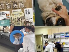 -谐和益家动物医院·免疫绝育·血液透析·宠保定点医院(高新伊藤分院)