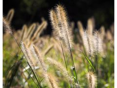 -北京国际鲜花港