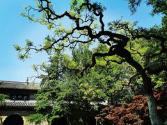 -灵谷景区