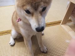 -柴迷FANS CLUB·柴犬狗咖·猫咖