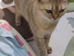 -COLOR PETS 撸猫馆·购猫·猫咖(长风大悦城店)