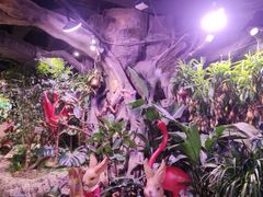 -正佳雨林生态植物园