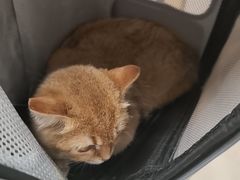 -艾贝尔宠物医院 ·中兽医·宠保定点(北门桥店)