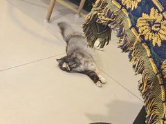 -平行世界·猫咖(首经贸店)