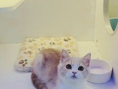 -小猫来了·猫舍(红山六九七九店)