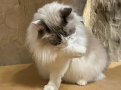 -猫猫幼稚园·撸猫·桌游·电玩
