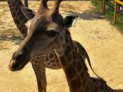 -西霞口神雕山野生动物世界