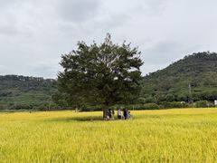 -艾米稻香小镇