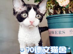 -70cat德文卷毛猫·缅因猫纯种猫舍