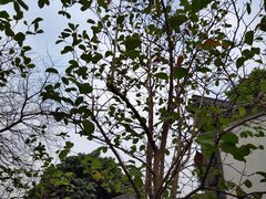 -广州神农草堂中医药博物馆
