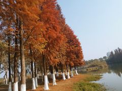 -艾溪湖湿地公园