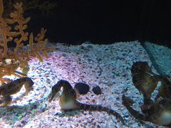 -暹罗海洋世界