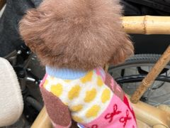 -帕帕拉兹宠物(亚洲旗舰店)