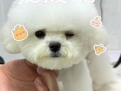 -翊宠yipet猫狗购宠庄园犬舍•猫舍