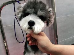 -宠福鑫康馨动物医院·骨科·眼科