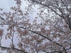 -顾村公园
