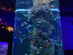 -芜湖新华联大白鲸海洋公园