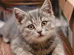 -爱侣宠医·鹦鹉专科·小型哺乳类·异宠专科(灵石路店)