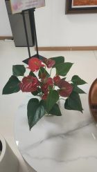 -薇兰专业脱毛连锁机构