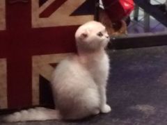 Mikaku-MIKAKU(万达广场上海宝山店)