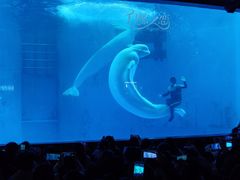 -海合安成都极地海洋公园